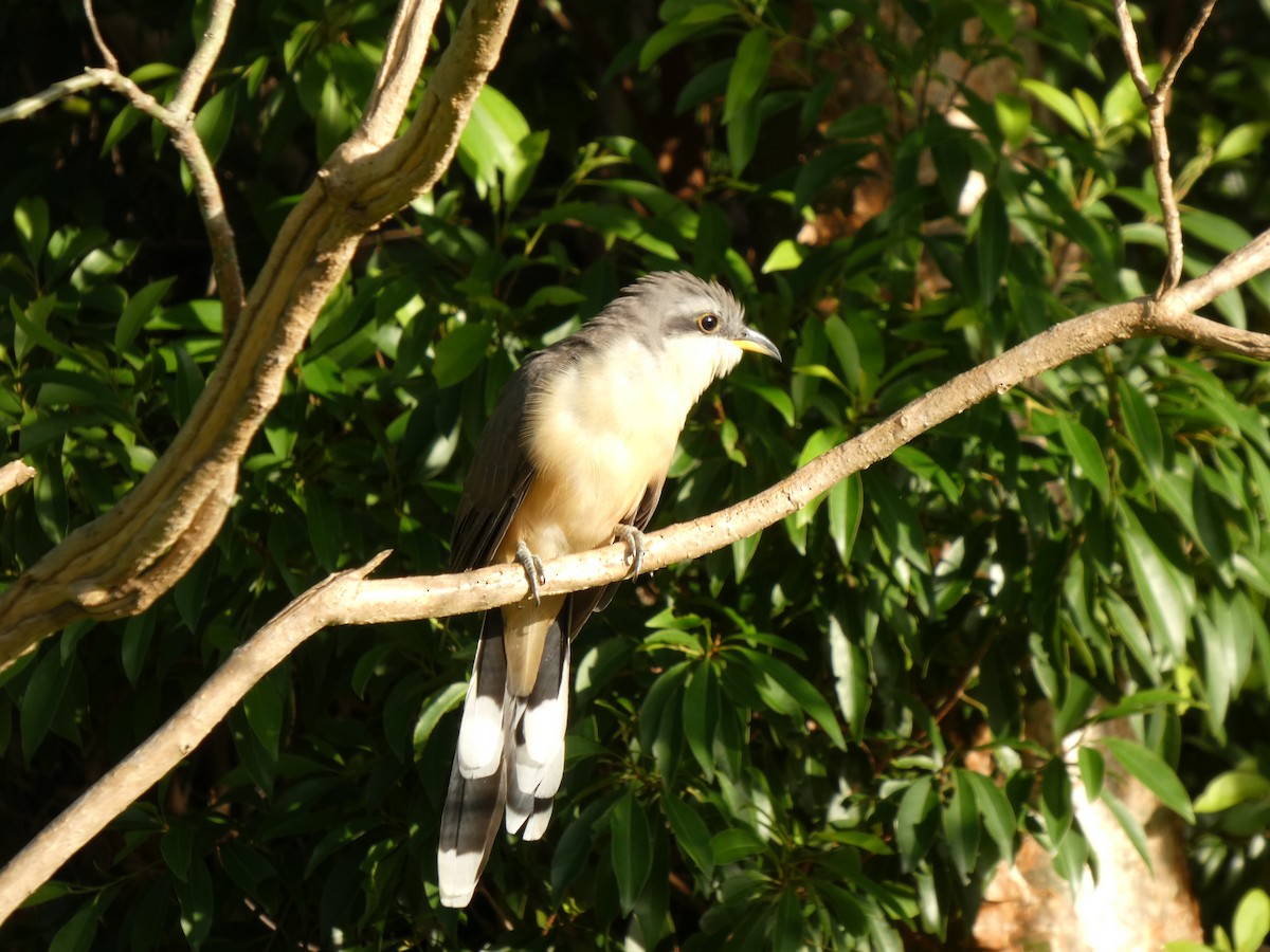 Mangrove Cuckoo - ML642807626