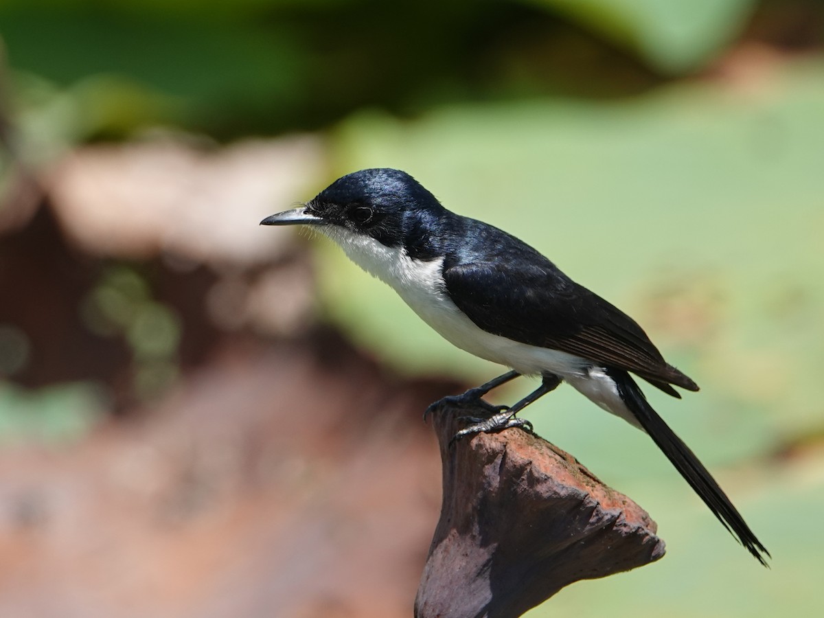 Paperbark Flycatcher - ML642807627