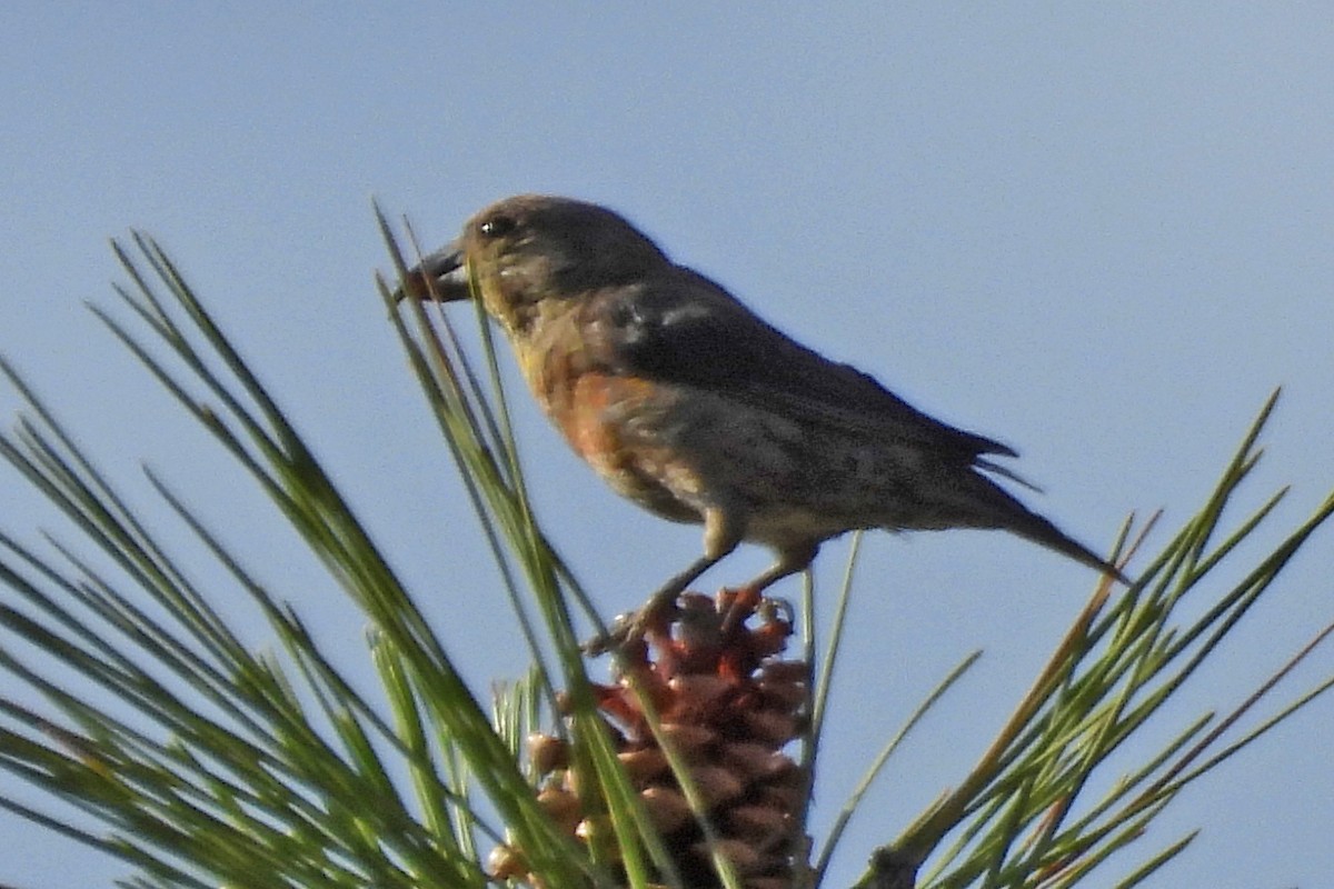 Red Crossbill - ML642807628