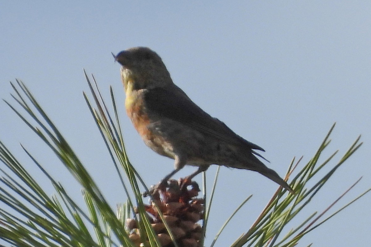 Red Crossbill - ML642807631