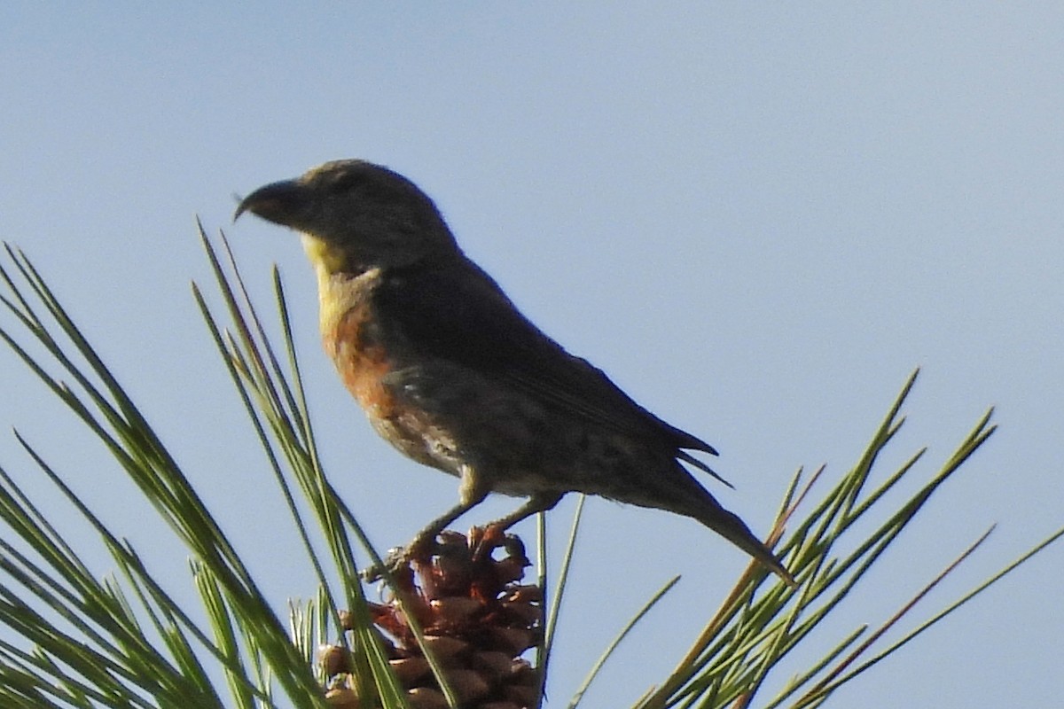 Red Crossbill - ML642807645
