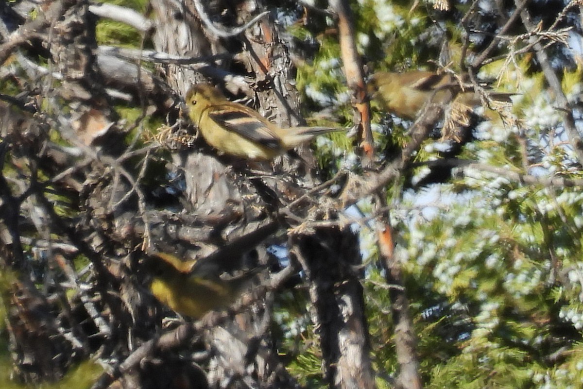 American Goldfinch - ML642807652
