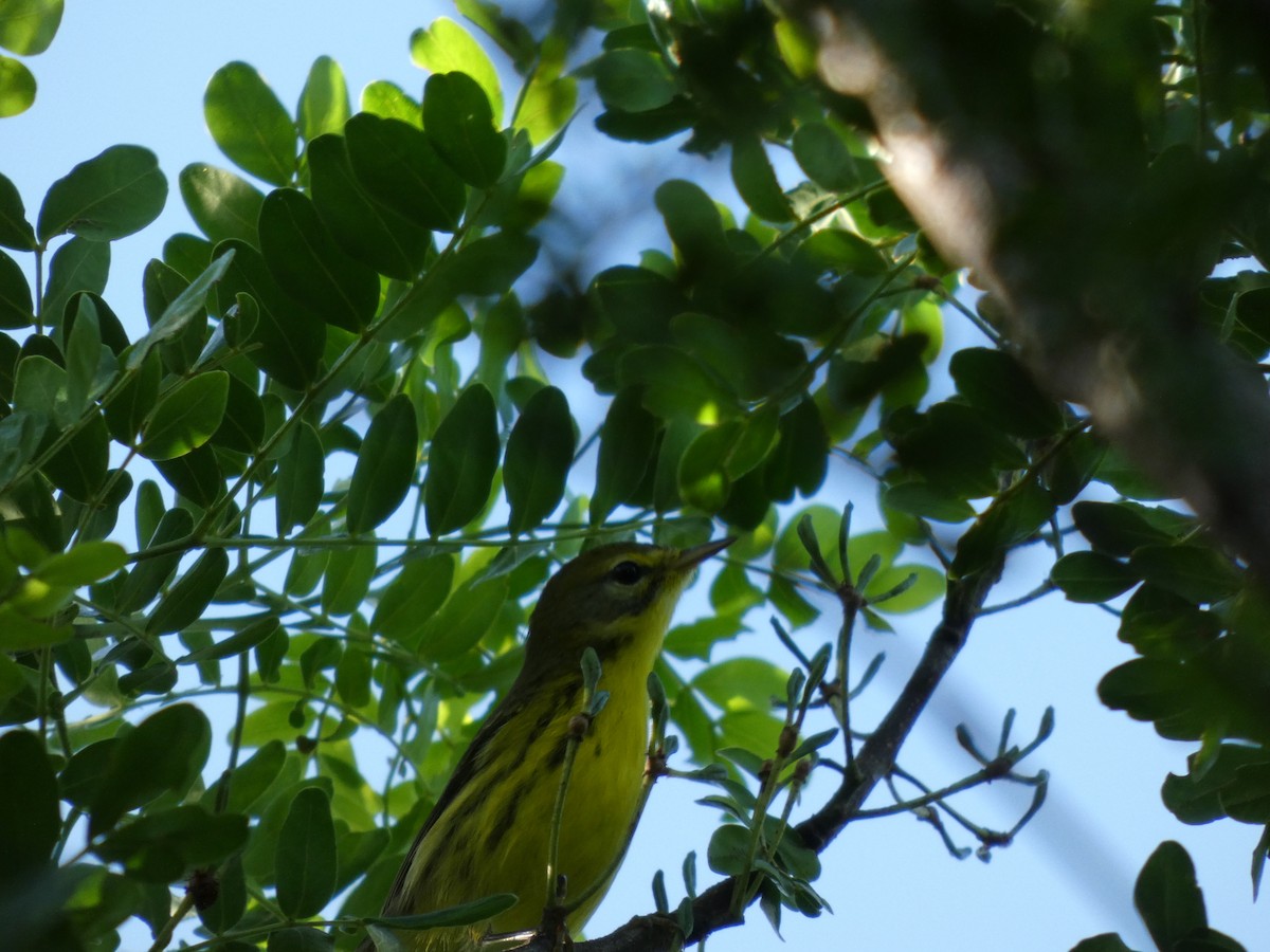 Prairie Warbler - ML642807662