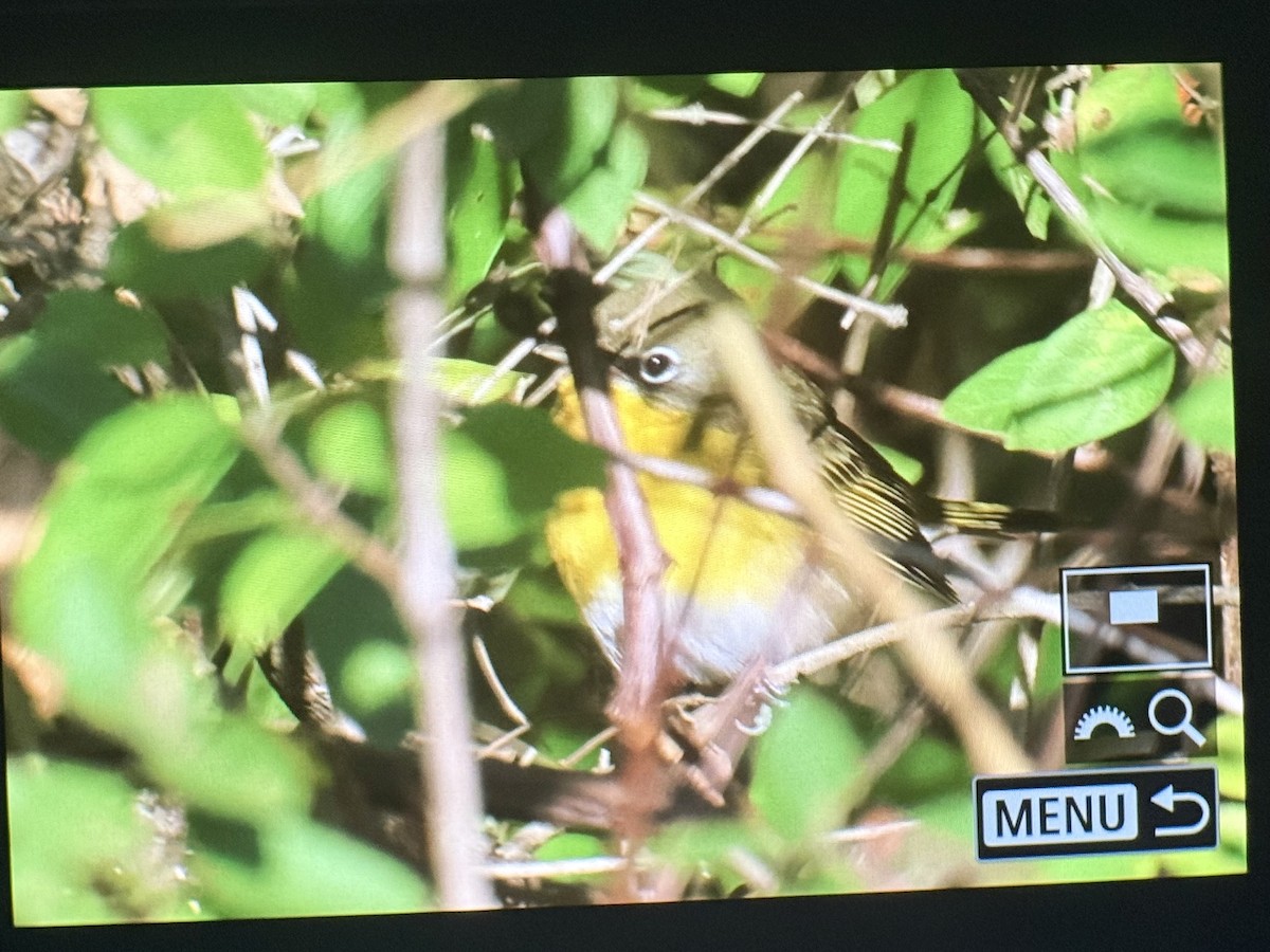 Yellow-breasted Chat - ML642807663