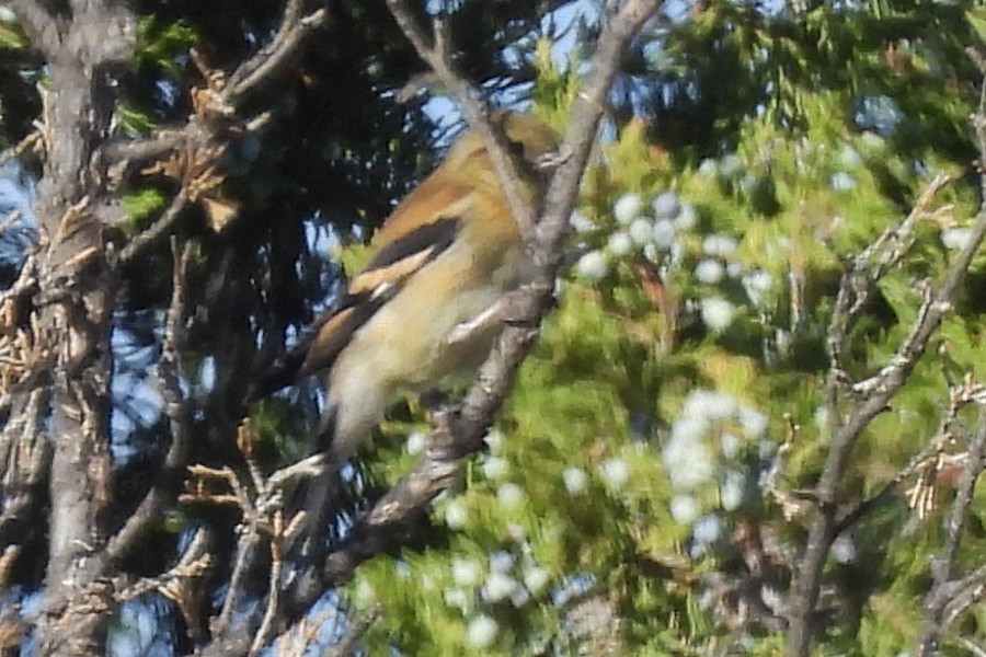 American Goldfinch - ML642807664