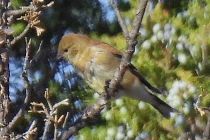 American Goldfinch - ML642807668