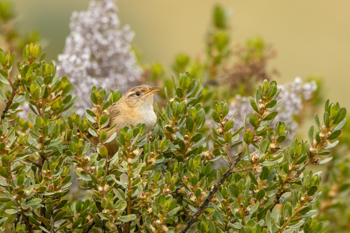 Grass Wren (Paramo) - ML642807696