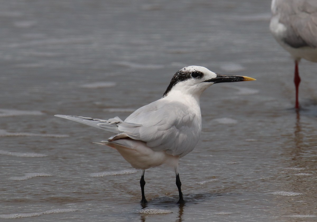 Sandwich Tern - ML642807698