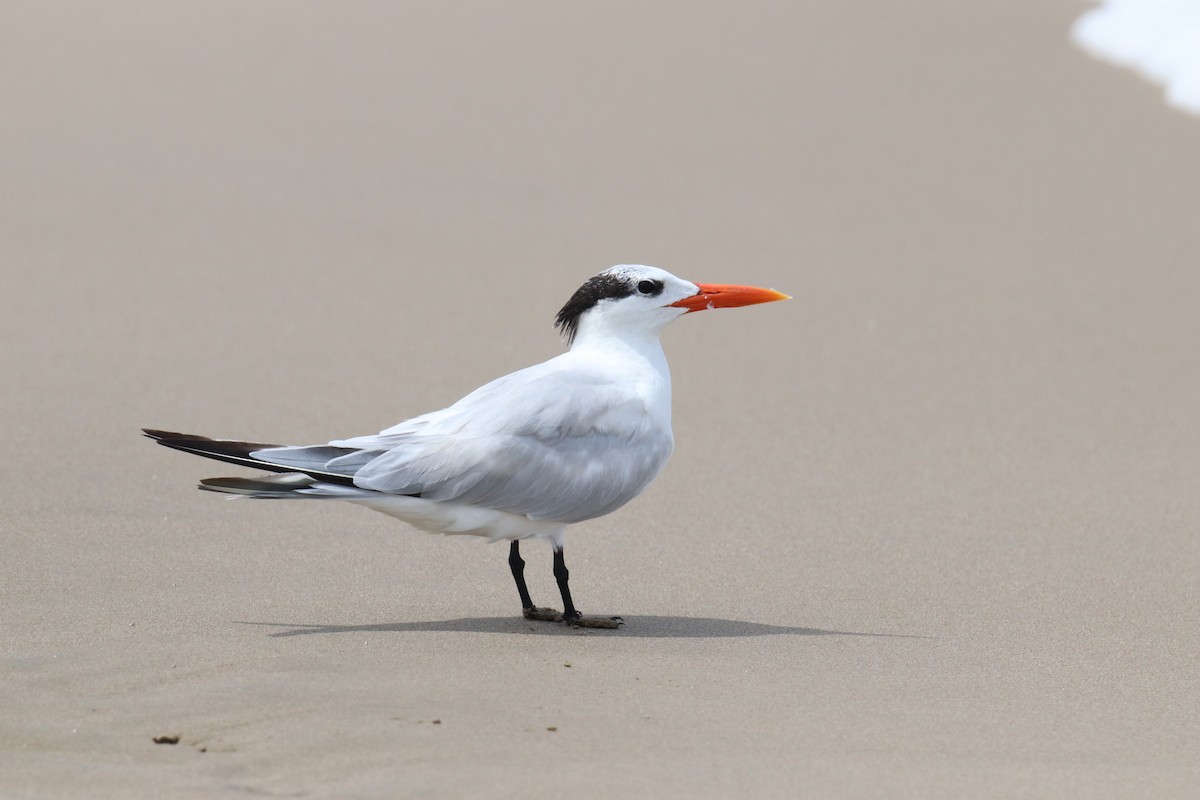 Royal Tern - ML642807711