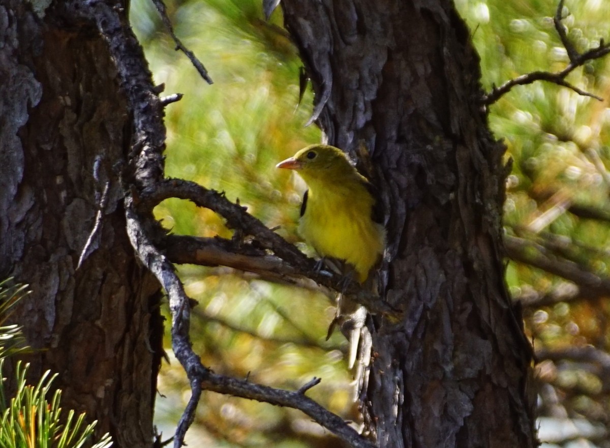 Scarlet Tanager - ML642807721
