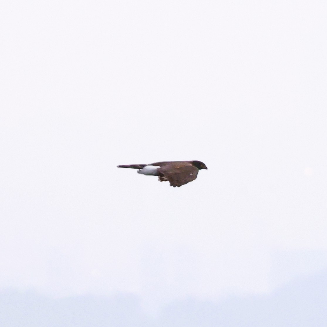 鳳頭蒼鷹 - ML642807728