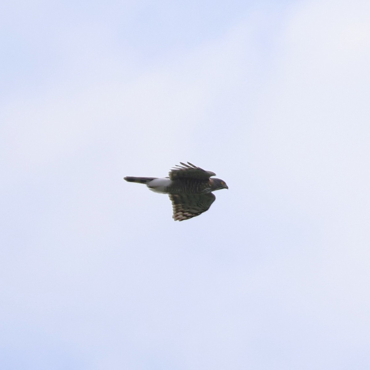 鳳頭蒼鷹 - ML642807736