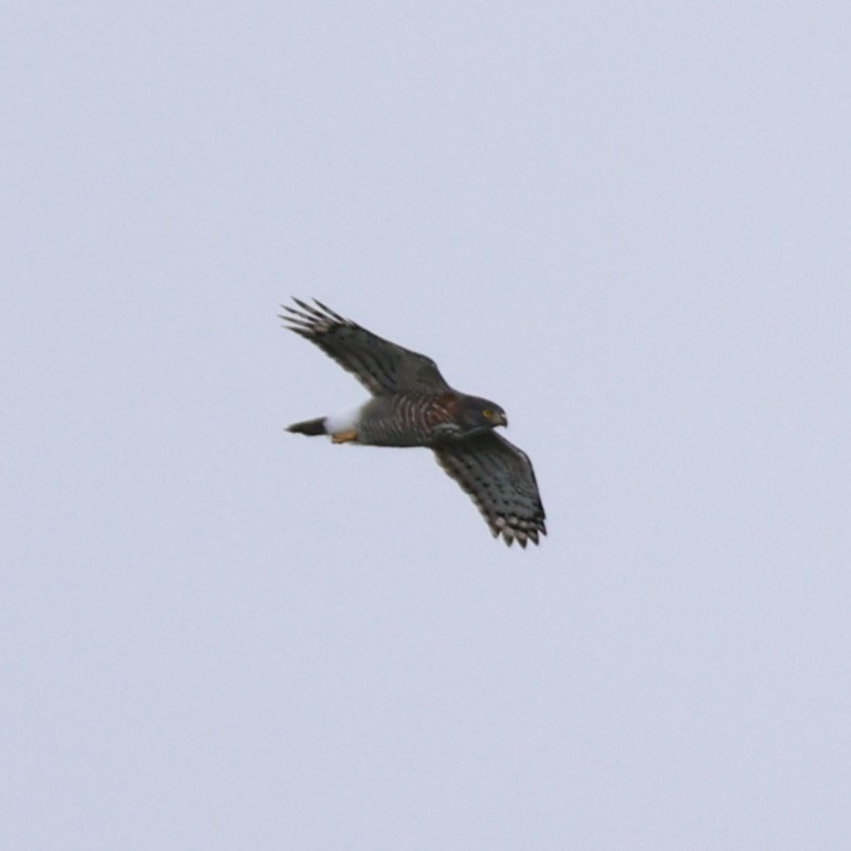 鳳頭蒼鷹 - ML642807755