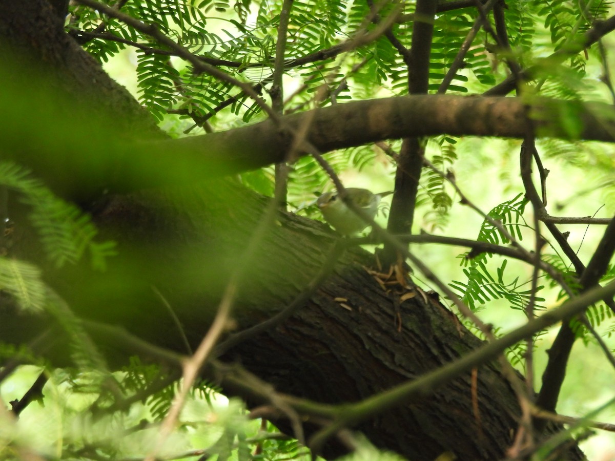 Western Crowned Warbler - ML642807772