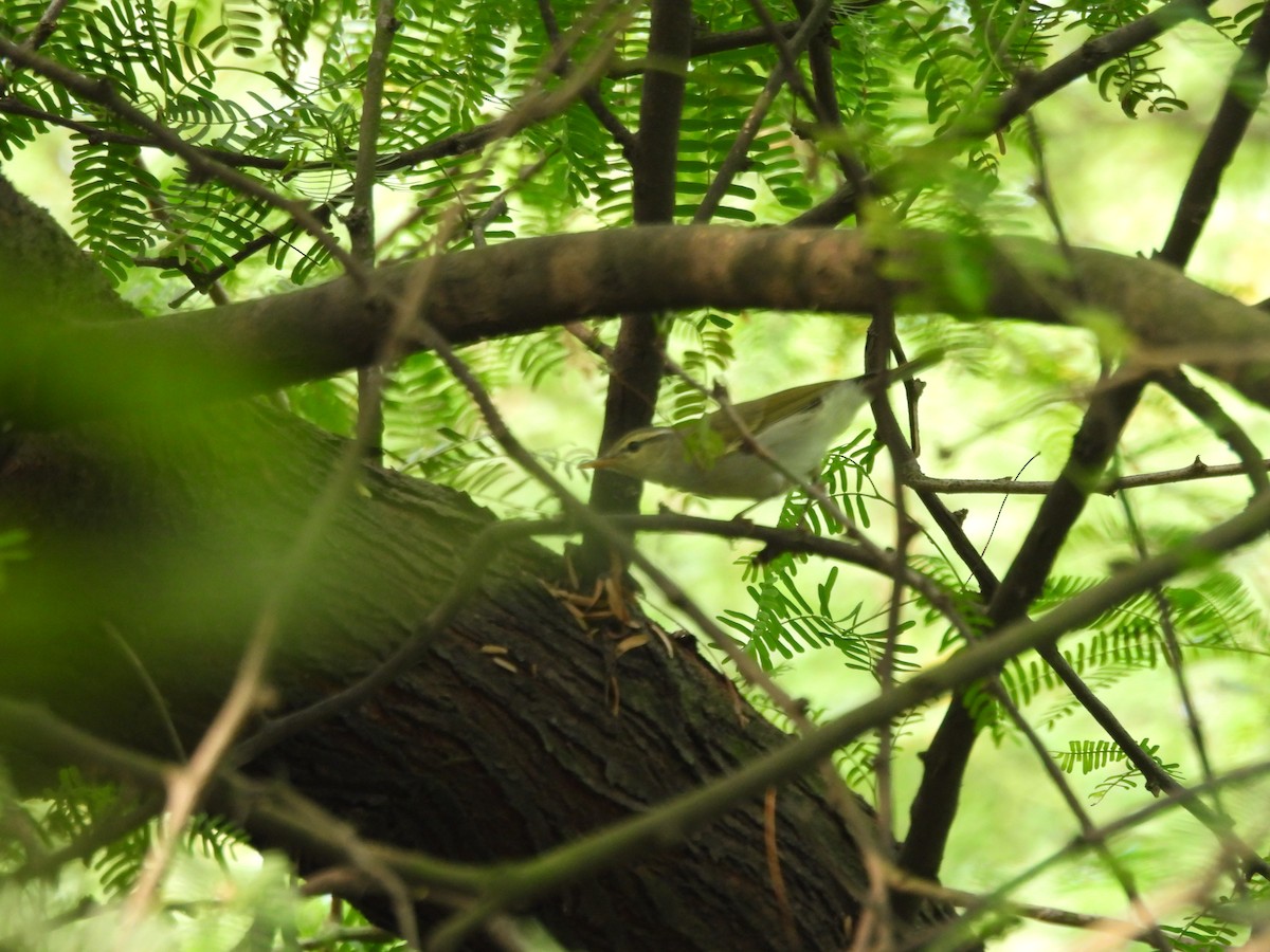 Western Crowned Warbler - ML642807775