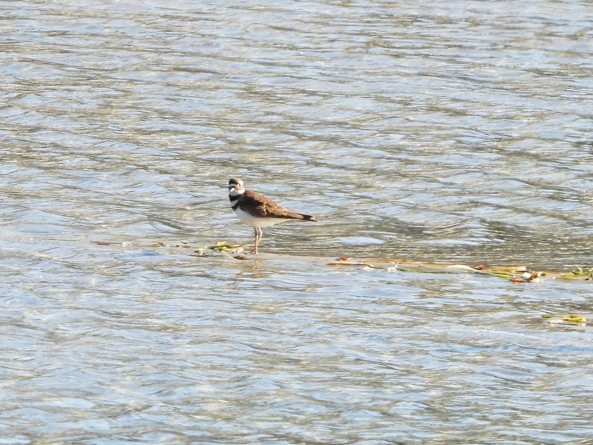 Killdeer - ML642807777