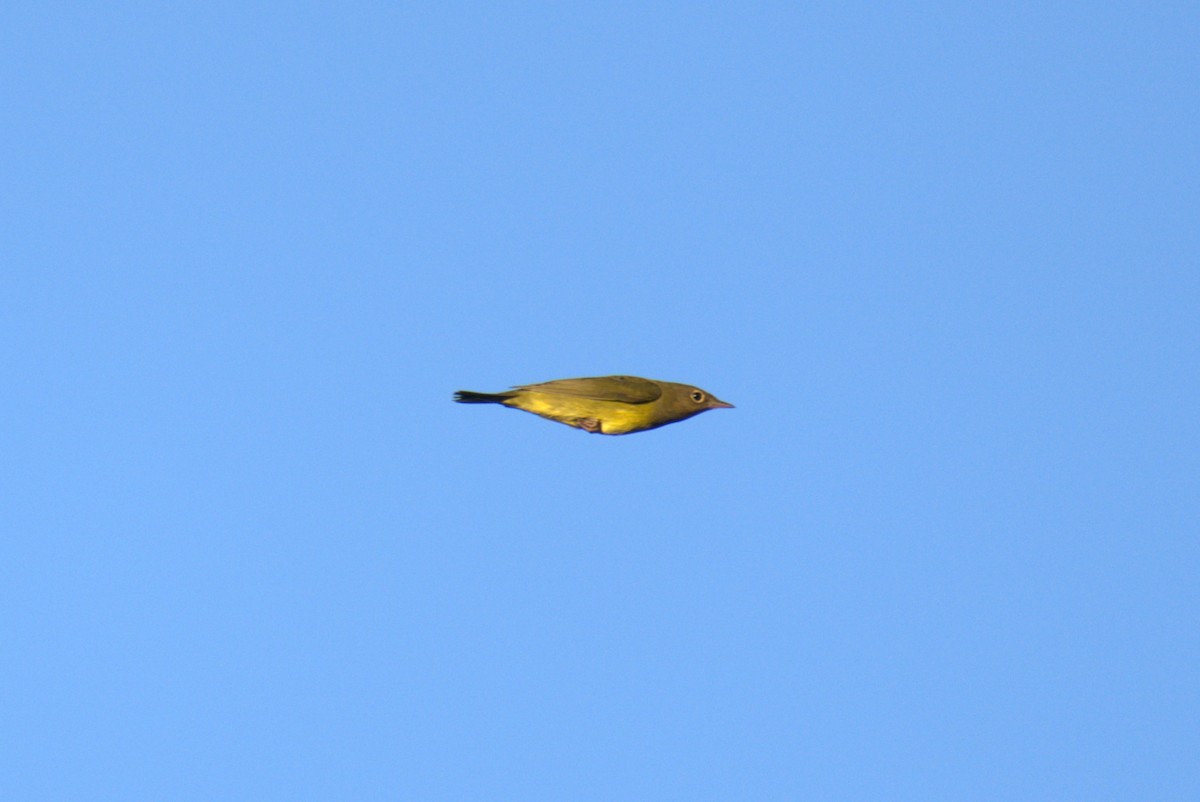 Connecticut Warbler - ML642807782