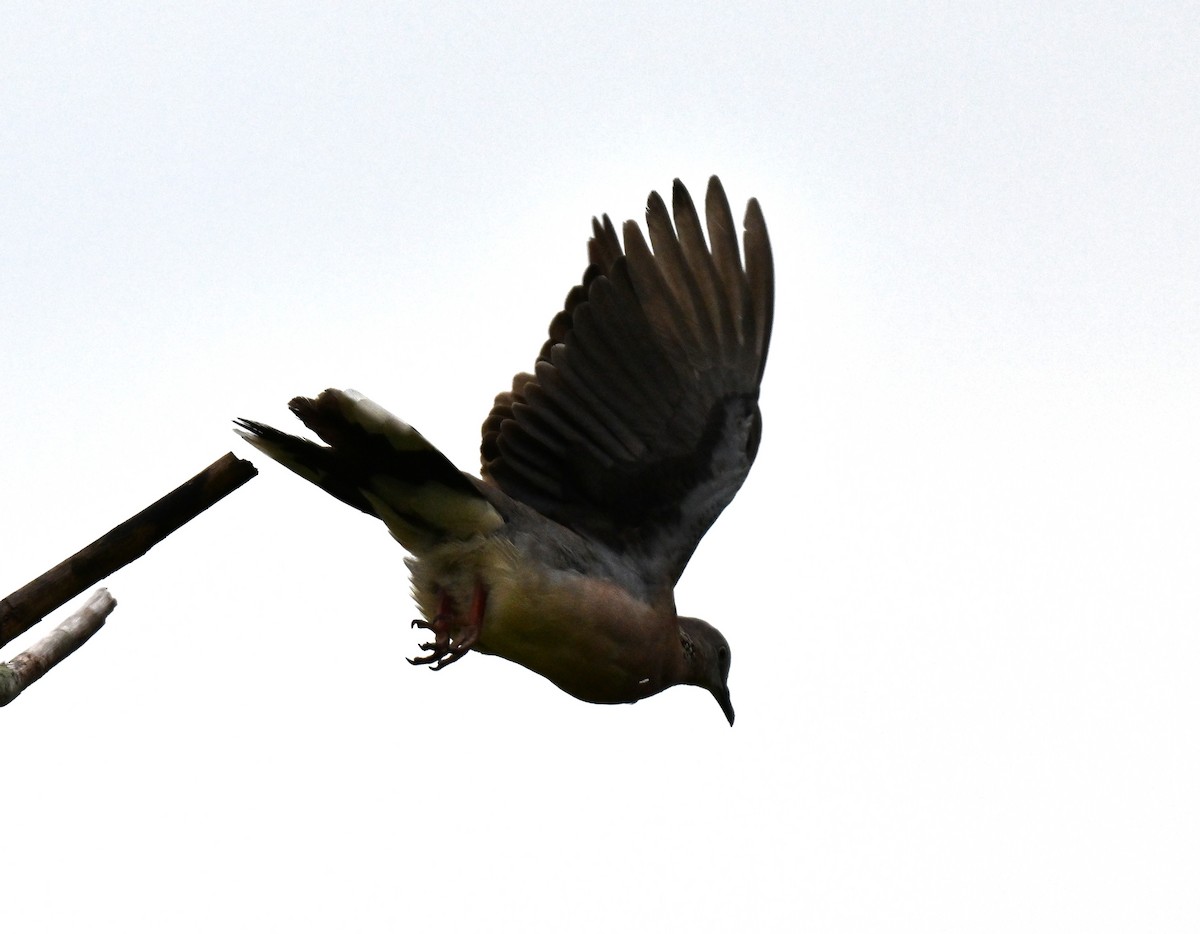 Spotted Dove - ML642807797