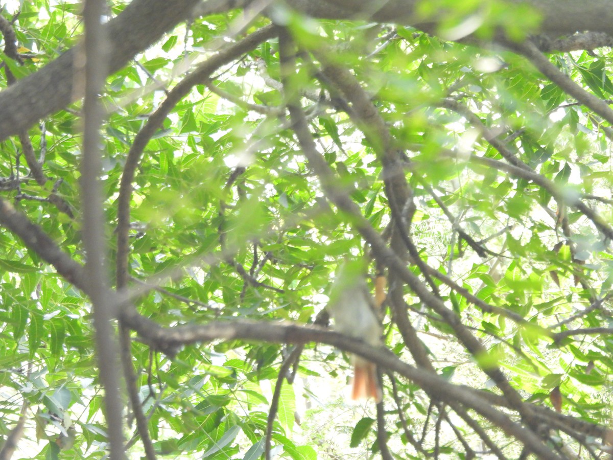 Rusty-tailed Flycatcher - ML642807803