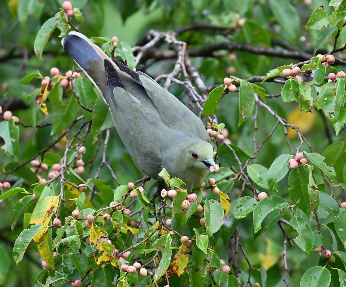 Pink-necked Green-Pigeon - ML642807808