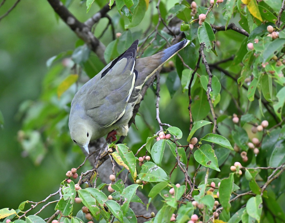 Pink-necked Green-Pigeon - ML642807809
