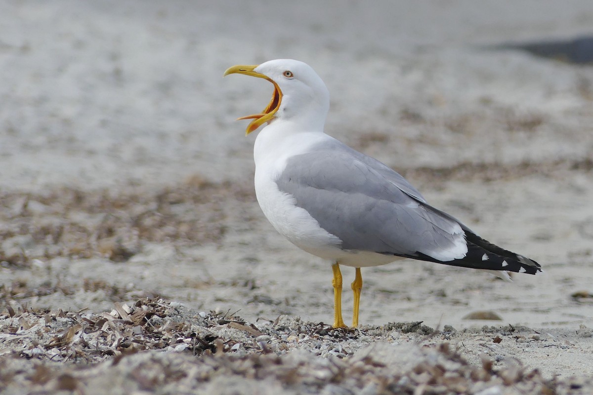 Yellow-legged Gull - ML642807818