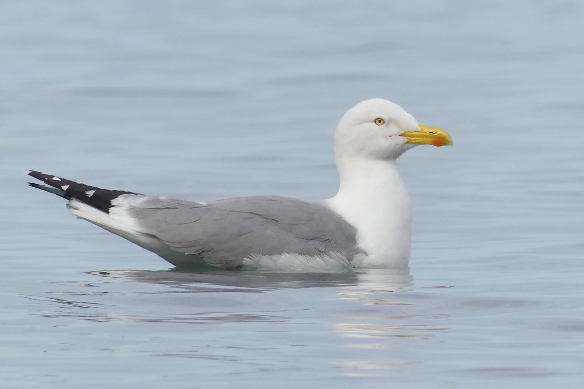 Yellow-legged Gull - ML642807819