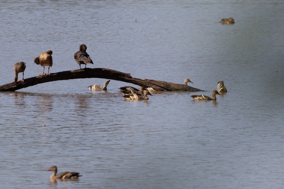 Plumed Whistling-Duck - ML642807822