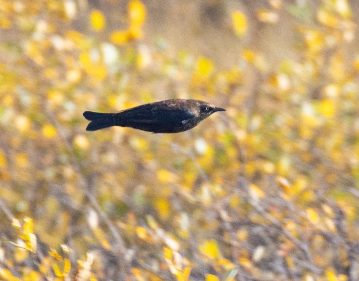 Rusty Blackbird - ML642807846