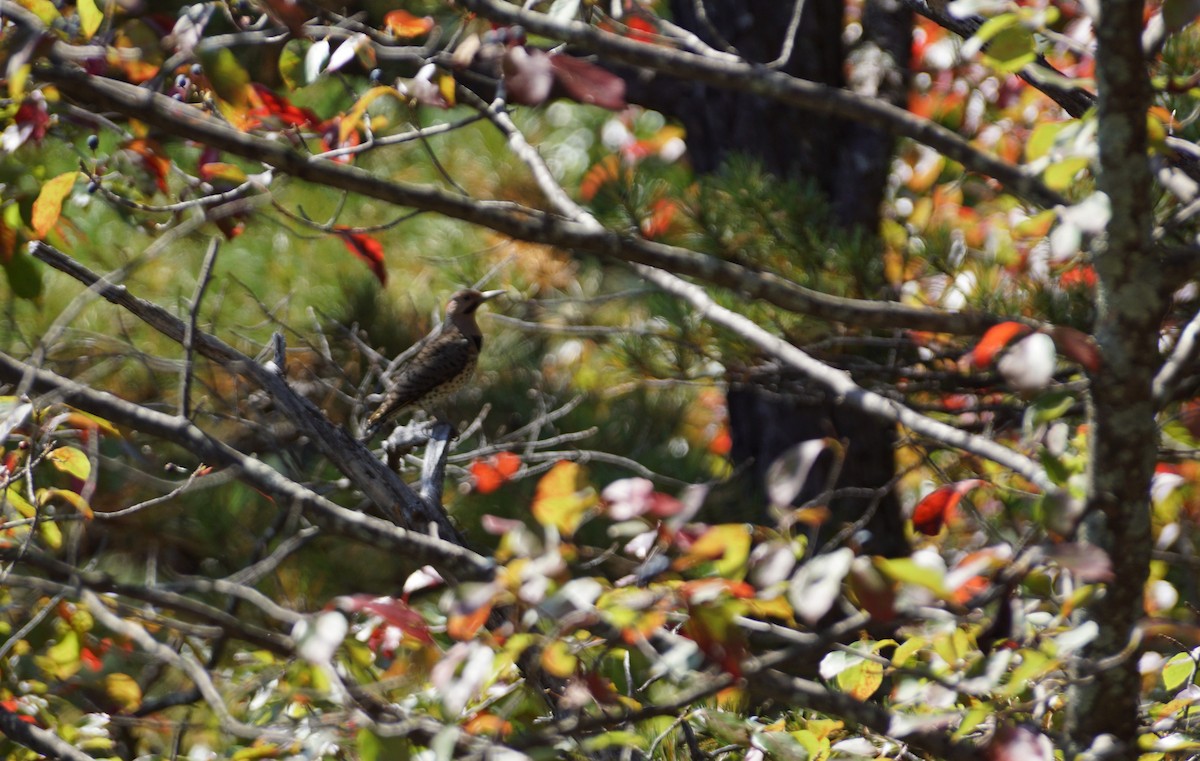 Northern Flicker - ML642807865