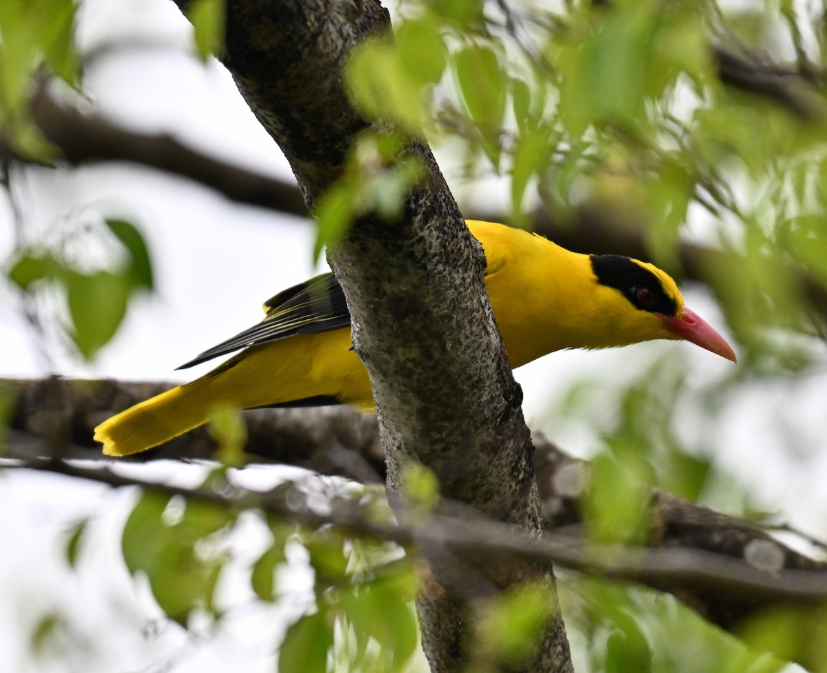 Black-naped Oriole - ML642807871