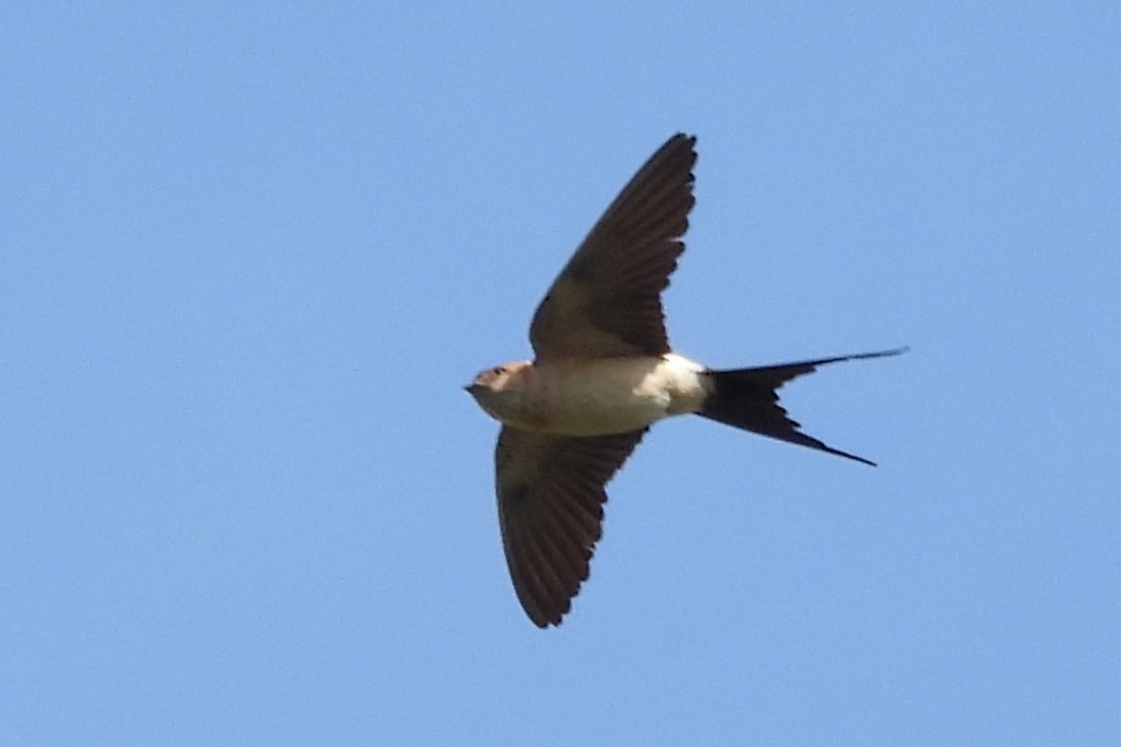 Enara ipurgorri eurasiarra - ML642807886