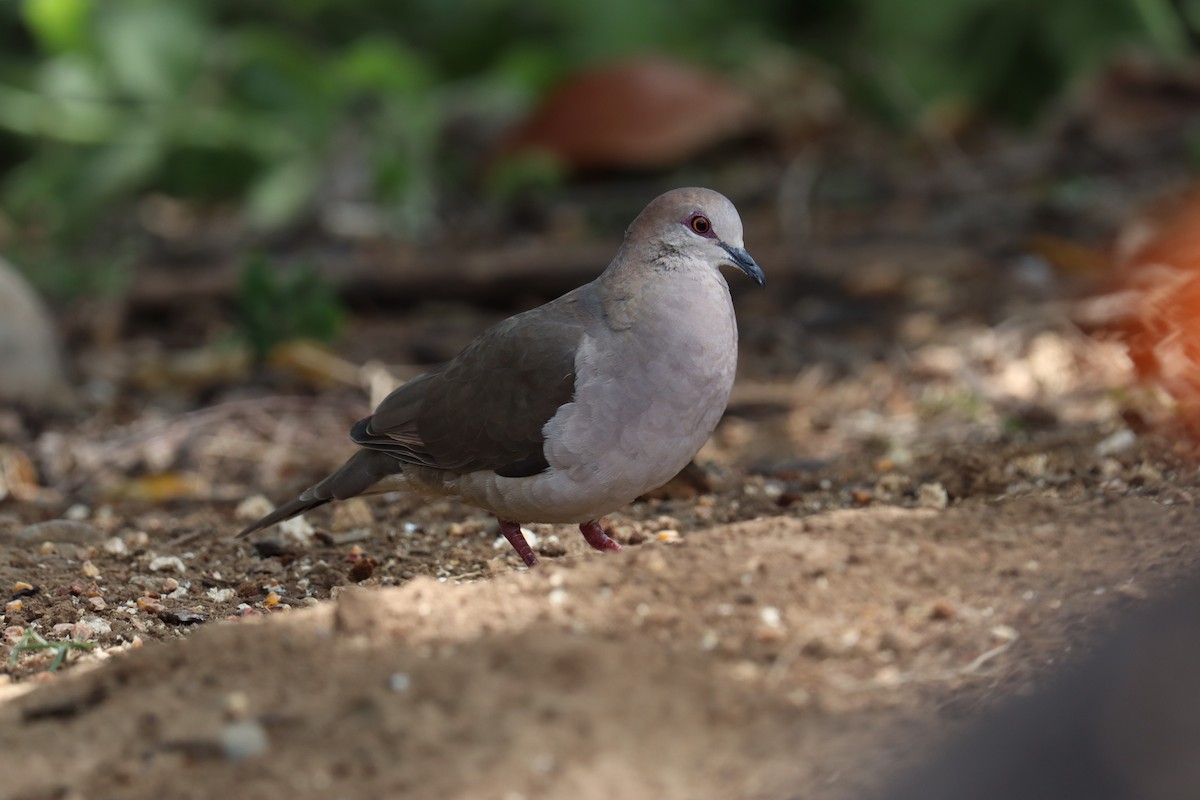 White-tipped Dove - ML642807888