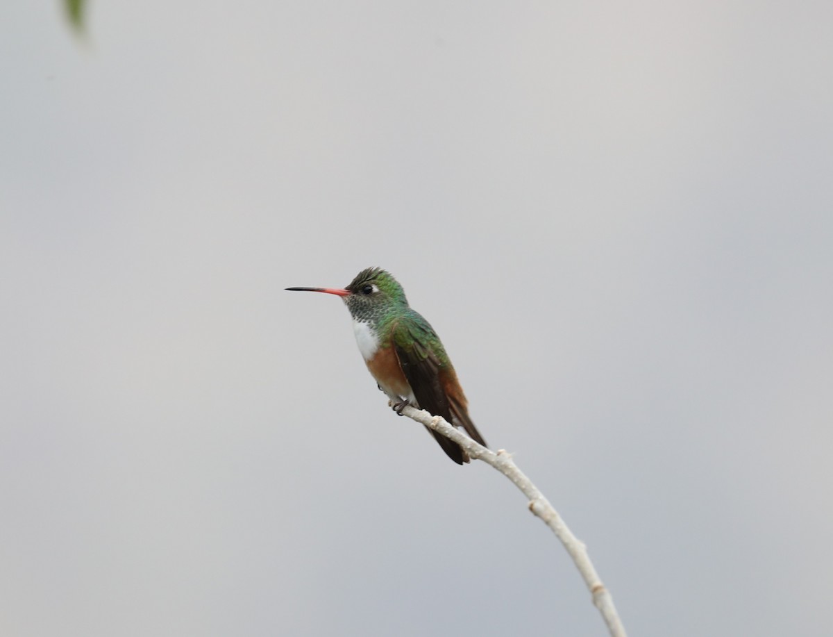 Amazilia Hummingbird - ML642807897