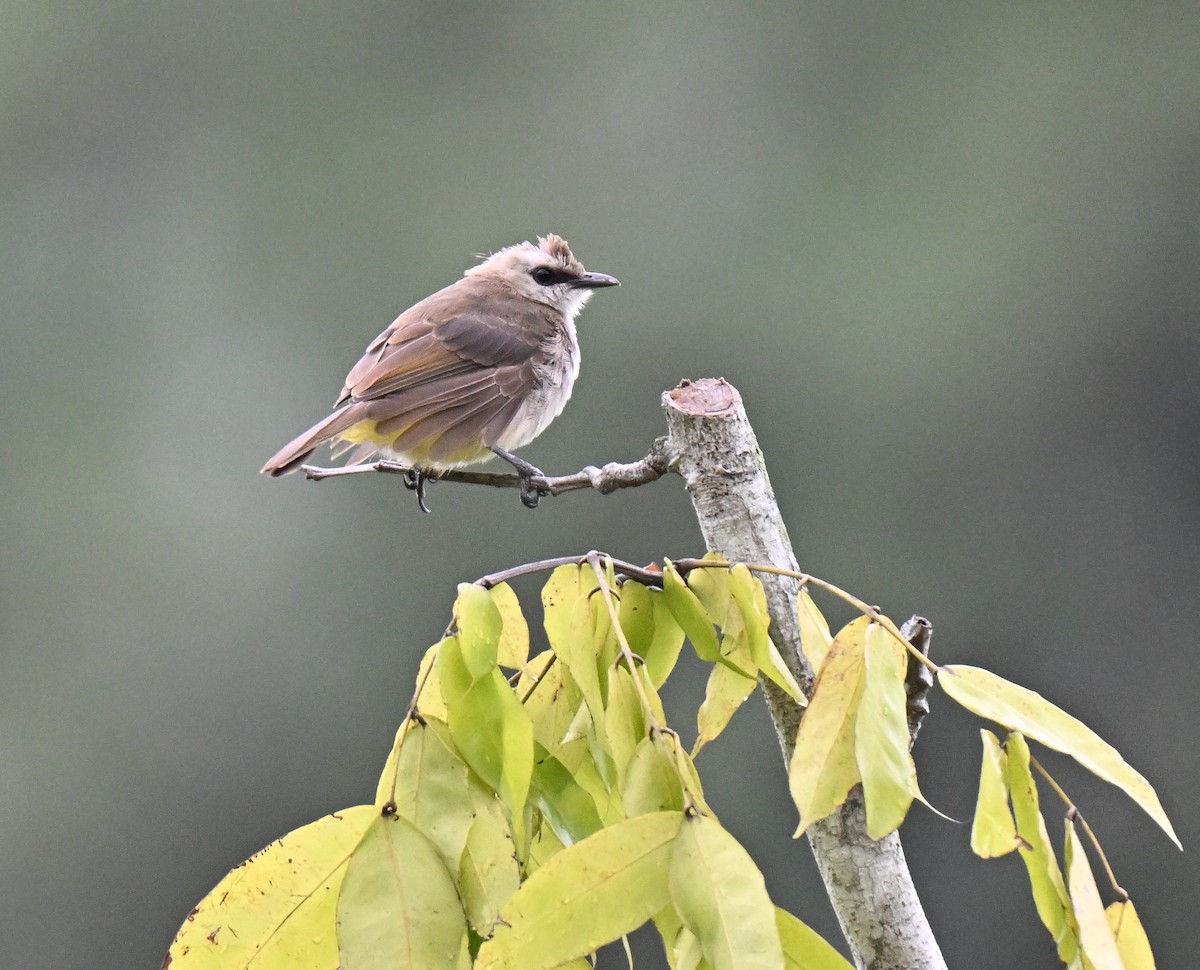 Yellow-vented Bulbul - ML642807899