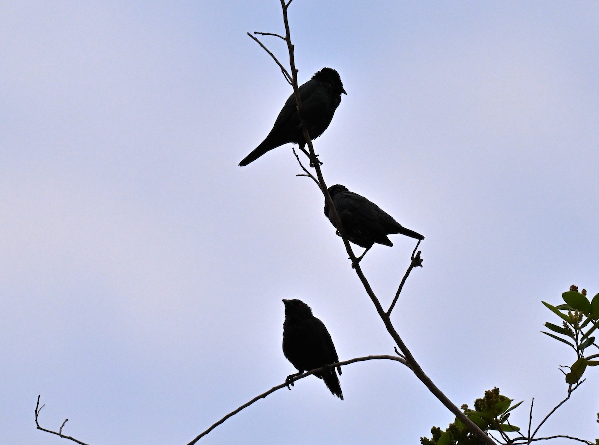 Asian Glossy Starling - ML642807905