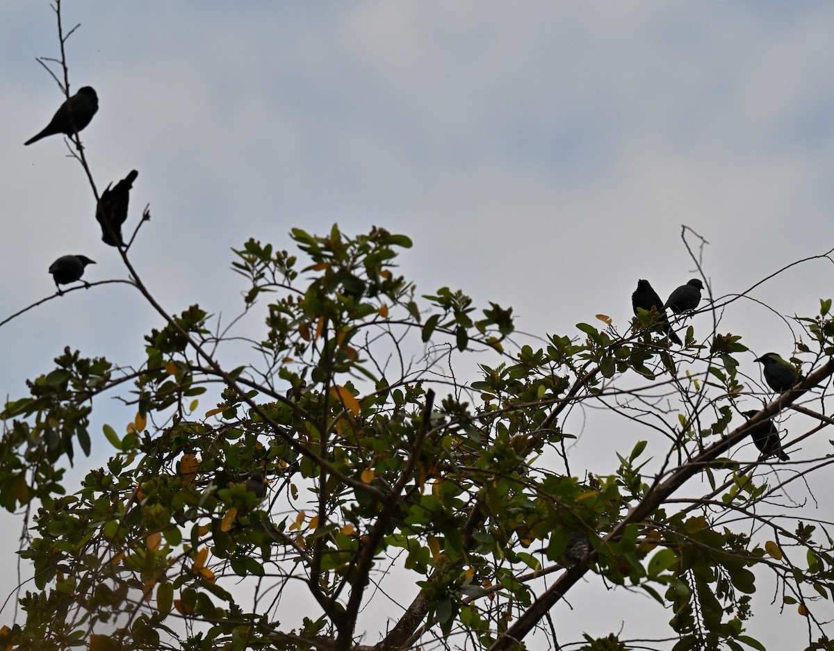 Asian Glossy Starling - ML642807907
