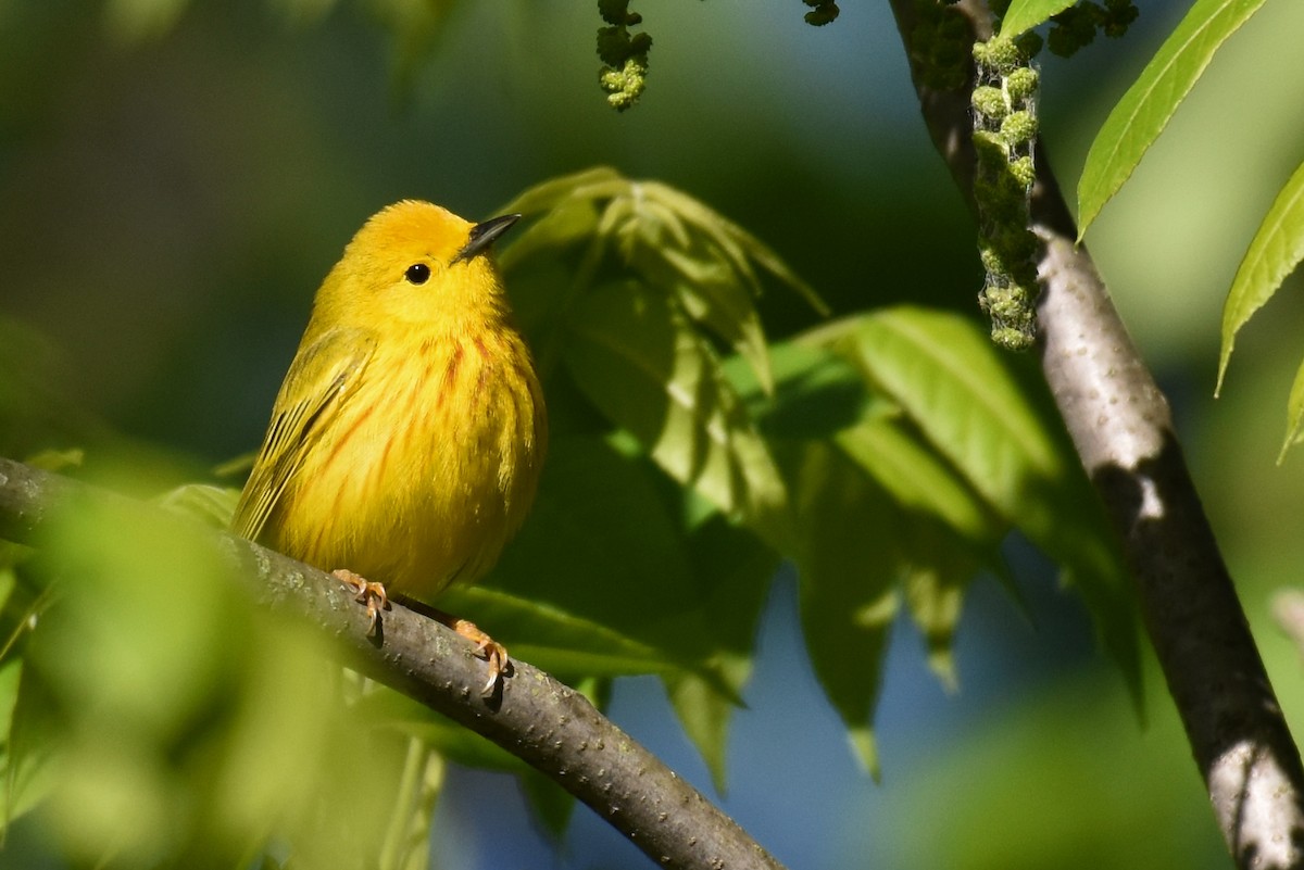 Yellow Warbler - ML642807909