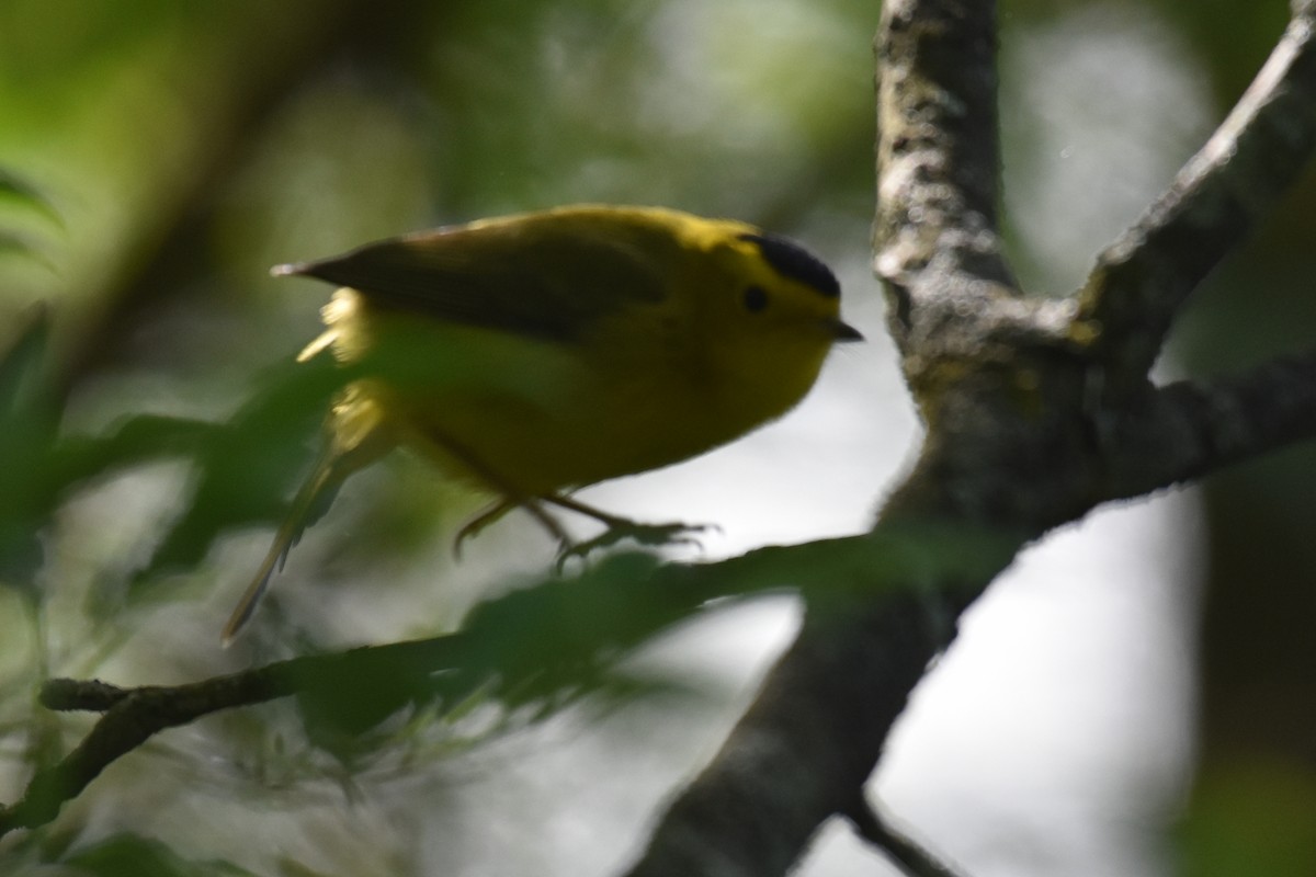 Wilson's Warbler - ML642807911