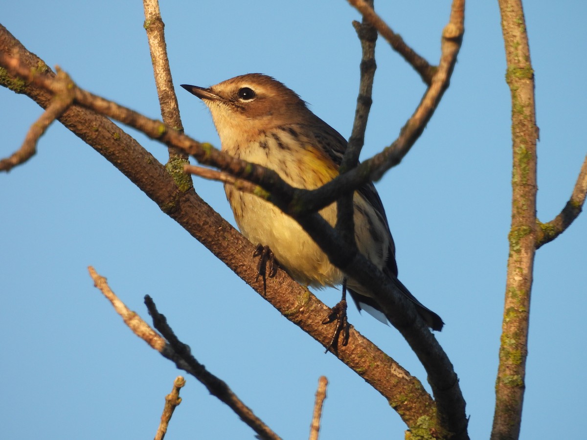 Yellow-rumped Warbler (Myrtle) - ML642807932