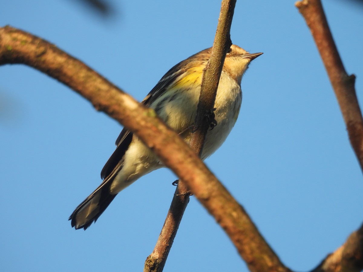 Yellow-rumped Warbler (Myrtle) - ML642807933