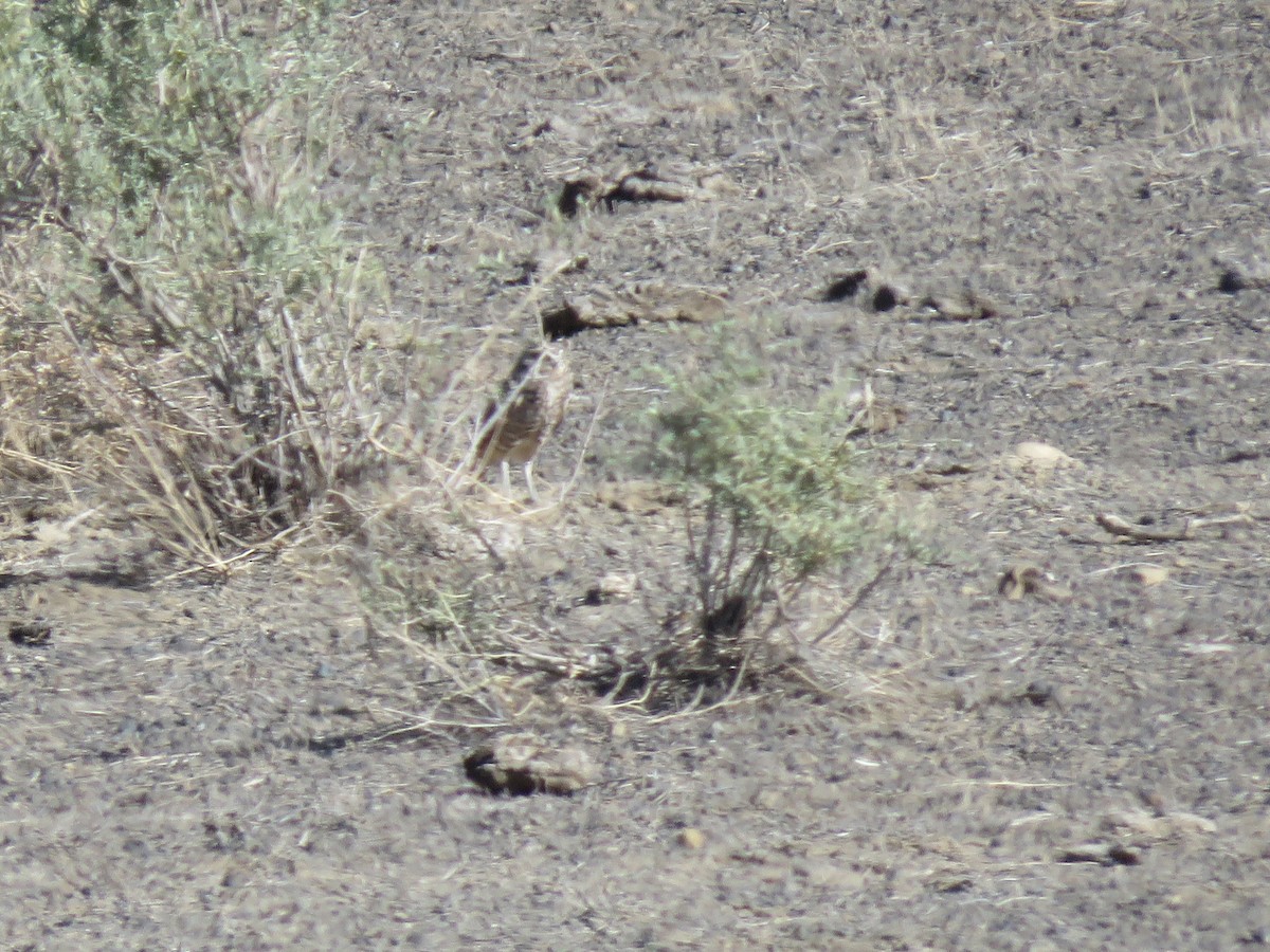 Burrowing Owl - ML642807940