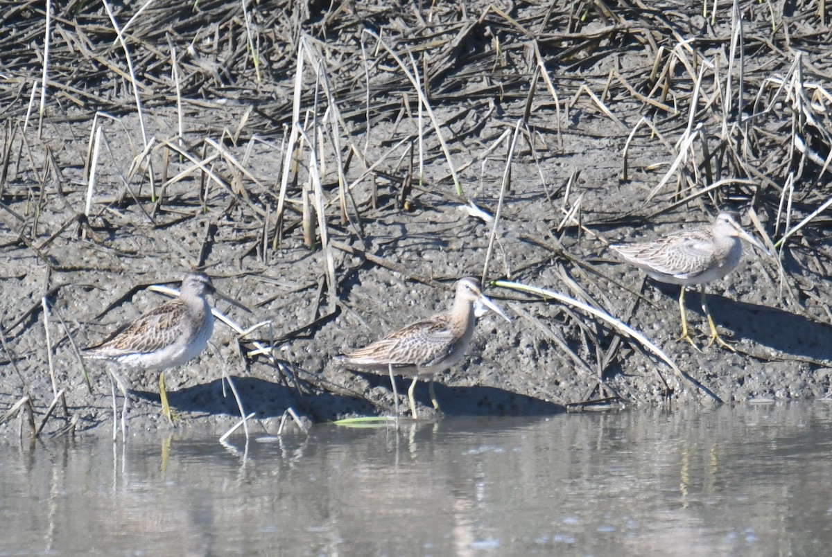 Short-billed Dowitcher - ML642807950