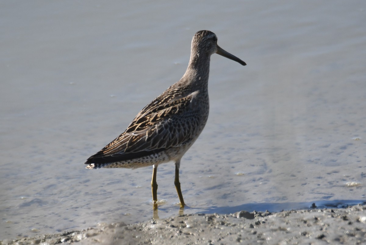 Short-billed Dowitcher - ML642807951
