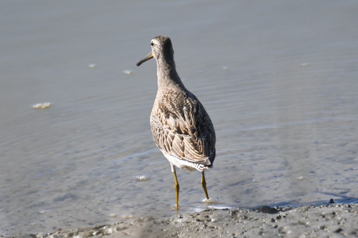 Short-billed Dowitcher - ML642807952