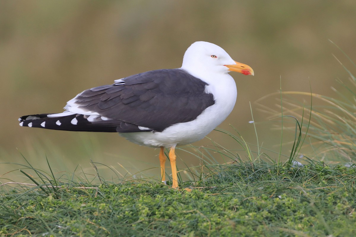 Lesser Black-backed Gull (intermedius) - ML642807953