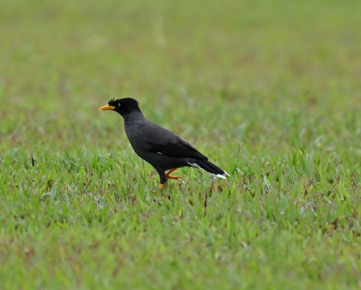 Javan Myna - ML642807955