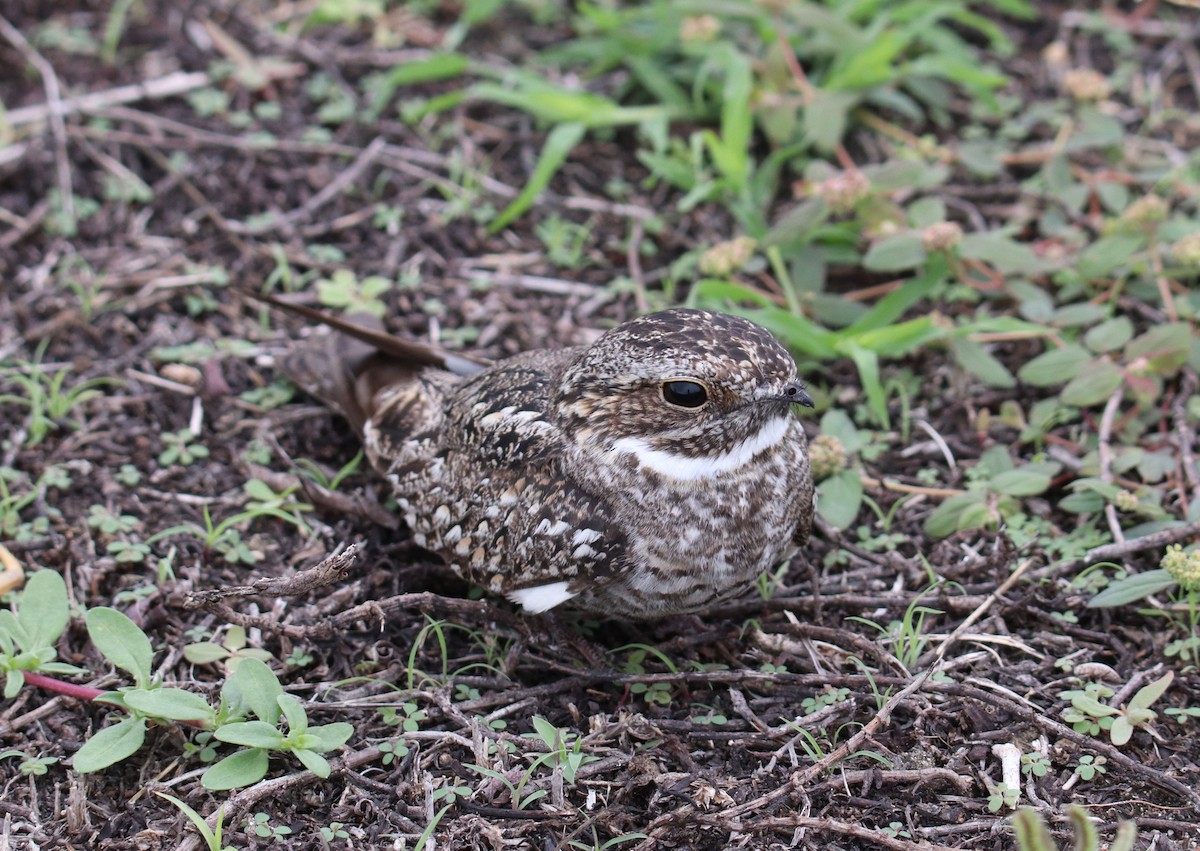 Lesser Nighthawk - ML642807957