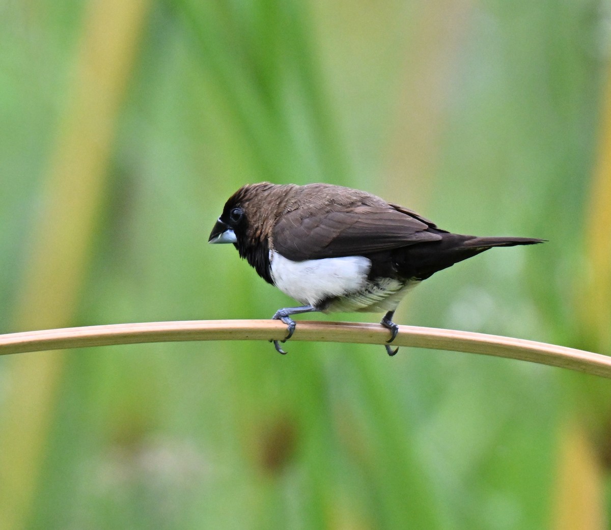 Javan Munia - ML642807961
