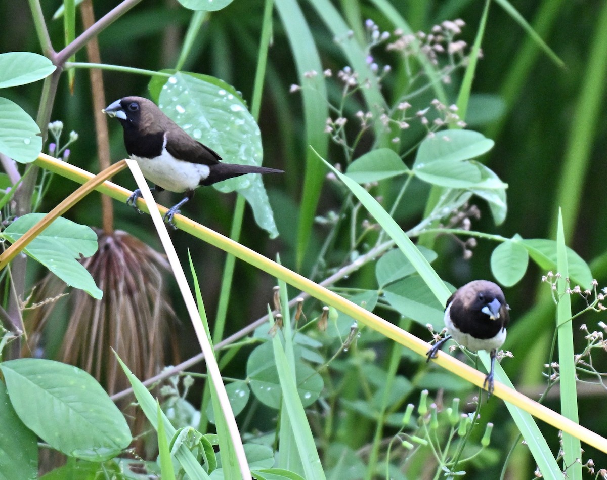 Javan Munia - ML642807962
